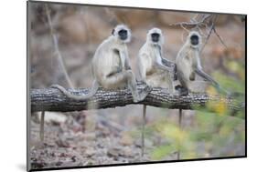 Gray Langurs Perched on Tree Limb-Theo Allofs-Mounted Photographic Print