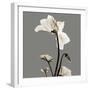 Gray Luster Cyclamen-Albert Koetsier-Framed Premium Giclee Print