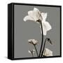 Gray Luster Cyclamen-Albert Koetsier-Framed Stretched Canvas