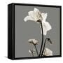 Gray Luster Cyclamen-Albert Koetsier-Framed Stretched Canvas