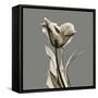 Gray Luster Tulip-Albert Koetsier-Framed Stretched Canvas