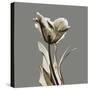 Gray Luster Tulip-Albert Koetsier-Stretched Canvas