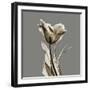 Gray Luster Tulip-Albert Koetsier-Framed Art Print