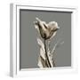 Gray Luster Tulip-Albert Koetsier-Framed Art Print