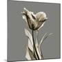 Gray Luster Tulip-Albert Koetsier-Mounted Art Print