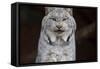 Gray Lynx-null-Framed Stretched Canvas