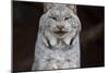 Gray Lynx-null-Mounted Photographic Print