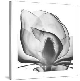 Gray Magnolia-Albert Koetsier-Stretched Canvas