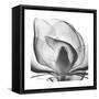 Gray Magnolia-Albert Koetsier-Framed Stretched Canvas