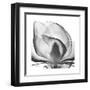 Gray Magnolia-Albert Koetsier-Framed Art Print