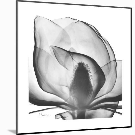 Gray Magnolia-Albert Koetsier-Mounted Art Print