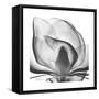 Gray Magnolia-Albert Koetsier-Framed Stretched Canvas