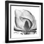 Gray Magnolia-Albert Koetsier-Framed Art Print