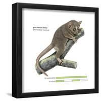 Gray Mouse Lemur (Microcebus Murinus), Mammals-Encyclopaedia Britannica-Framed Poster