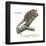 Gray Mouse Lemur (Microcebus Murinus), Mammals-Encyclopaedia Britannica-Framed Poster