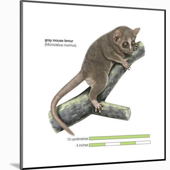 Gray Mouse Lemur (Microcebus Murinus), Mammals-Encyclopaedia Britannica-Mounted Poster