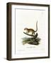 Gray Mouse Lemur-null-Framed Giclee Print