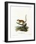 Gray Mouse Lemur-null-Framed Giclee Print