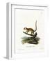 Gray Mouse Lemur-null-Framed Giclee Print