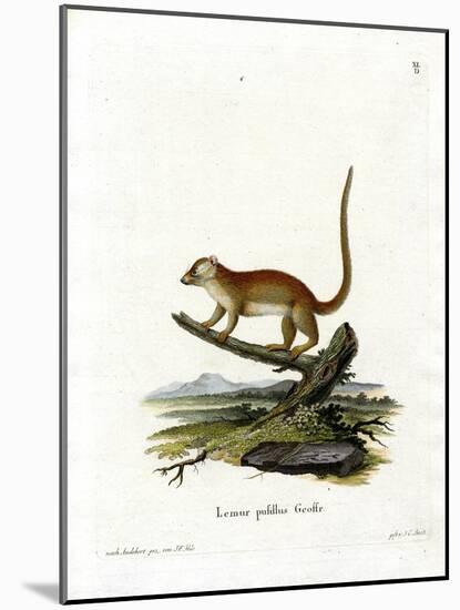 Gray Mouse Lemur-null-Mounted Giclee Print