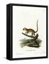 Gray Mouse Lemur-null-Framed Stretched Canvas