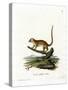 Gray Mouse Lemur-null-Stretched Canvas