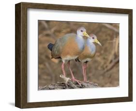 Gray-necked Wood-rail, Belize river near Bermudian Landing.-William Sutton-Framed Photographic Print