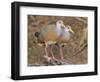 Gray-necked Wood-rail, Belize river near Bermudian Landing.-William Sutton-Framed Photographic Print