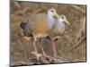 Gray-necked Wood-rail, Belize river near Bermudian Landing.-William Sutton-Mounted Photographic Print