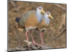 Gray-necked Wood-rail, Belize river near Bermudian Landing.-William Sutton-Mounted Photographic Print