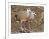 Gray-necked Wood-rail, Belize river near Bermudian Landing.-William Sutton-Framed Photographic Print