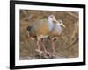 Gray-necked Wood-rail, Belize river near Bermudian Landing.-William Sutton-Framed Photographic Print