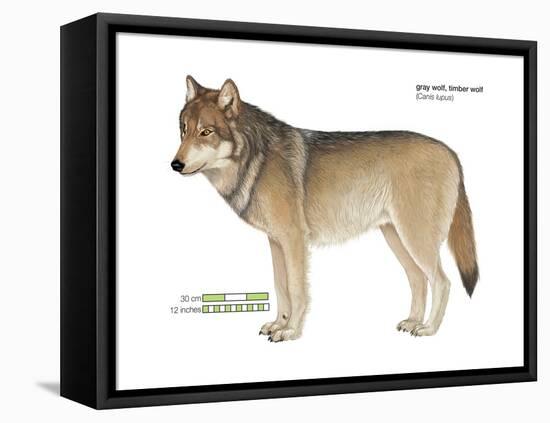 Gray or Timber Wolf (Canis Lupus), Mammals-Encyclopaedia Britannica-Framed Stretched Canvas