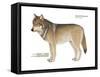 Gray or Timber Wolf (Canis Lupus), Mammals-Encyclopaedia Britannica-Framed Stretched Canvas