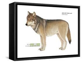 Gray or Timber Wolf (Canis Lupus), Mammals-Encyclopaedia Britannica-Framed Stretched Canvas