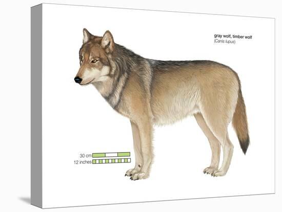 Gray or Timber Wolf (Canis Lupus), Mammals-Encyclopaedia Britannica-Stretched Canvas