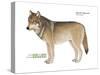 Gray or Timber Wolf (Canis Lupus), Mammals-Encyclopaedia Britannica-Stretched Canvas