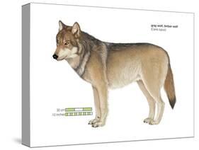 Gray or Timber Wolf (Canis Lupus), Mammals-Encyclopaedia Britannica-Stretched Canvas