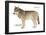 Gray or Timber Wolf (Canis Lupus), Mammals-Encyclopaedia Britannica-Framed Poster