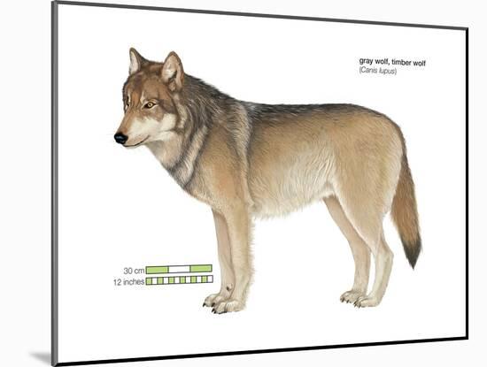 Gray or Timber Wolf (Canis Lupus), Mammals-Encyclopaedia Britannica-Mounted Poster