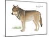 Gray or Timber Wolf (Canis Lupus), Mammals-Encyclopaedia Britannica-Mounted Poster