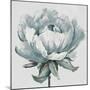 Gray Pretty Bloom-Patricia Pinto-Mounted Art Print