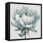 Gray Pretty Bloom-Patricia Pinto-Framed Stretched Canvas