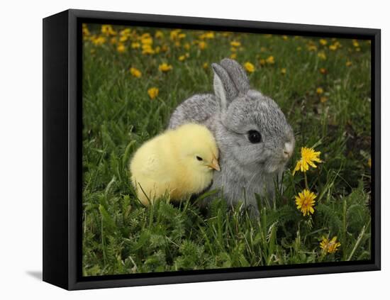Gray Rabbit Bunny Baby and Yellow Chick Best Friends-Richard Peterson-Framed Stretched Canvas