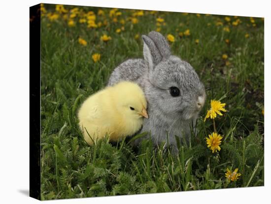 Gray Rabbit Bunny Baby and Yellow Chick Best Friends-Richard Peterson-Stretched Canvas