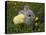 Gray Rabbit Bunny Baby and Yellow Chick Best Friends-Richard Peterson-Stretched Canvas