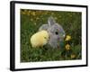 Gray Rabbit Bunny Baby and Yellow Chick Best Friends-Richard Peterson-Framed Photographic Print