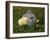 Gray Rabbit Bunny Baby and Yellow Chick Best Friends-Richard Peterson-Framed Photographic Print