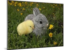 Gray Rabbit Bunny Baby and Yellow Chick Best Friends-Richard Peterson-Mounted Photographic Print