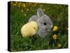 Gray Rabbit Bunny Baby and Yellow Chick-UroshPetrovic-Stretched Canvas